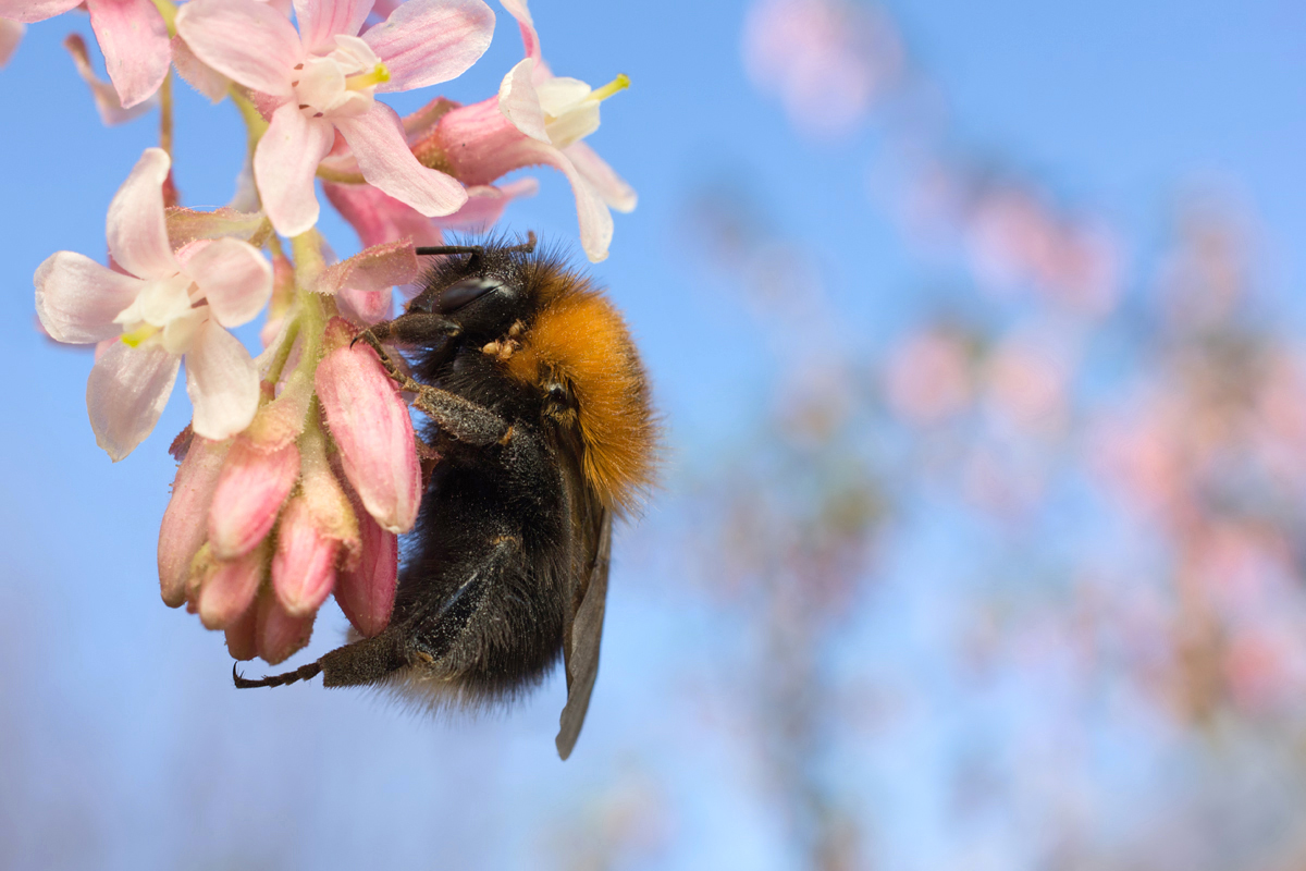 Tree Bumblebee (Bombus hypnorum)